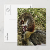 Carte Postale profil d'une oie égyptienne (Devant / Derrière)