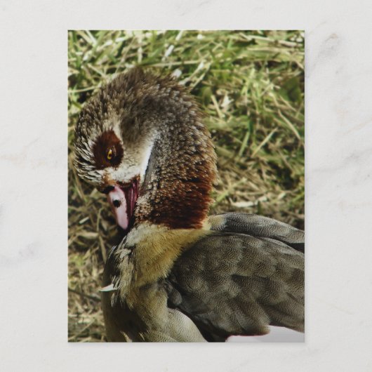 Carte Postale profil d'une oie égyptienne (Devant)