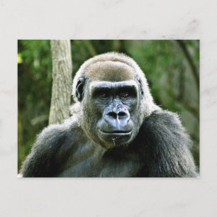 Carte postale Profil Gorilla