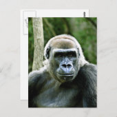 Carte postale Profil Gorilla (Devant / Derrière)