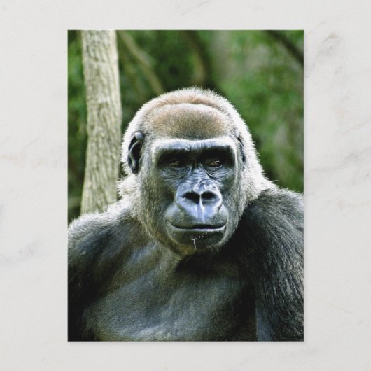 Carte postale Profil Gorilla (Devant)