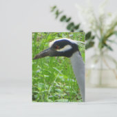 Carte Postale Profil Heron (Debout devant)