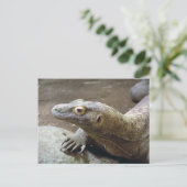 Carte postale Profil Komodo (Debout devant)
