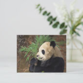 Carte Postale Profil Panda (Debout devant)
