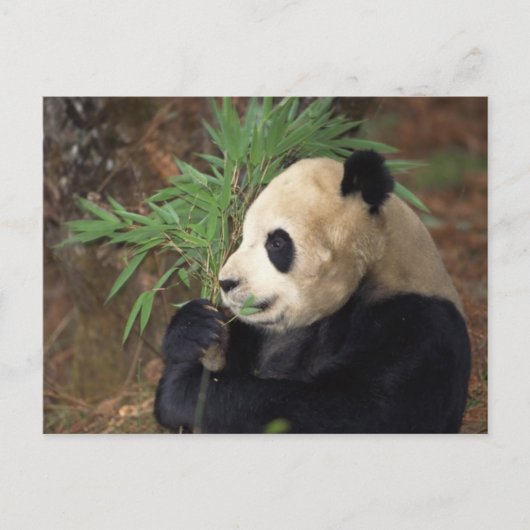 Carte Postale Profil Panda (Devant)