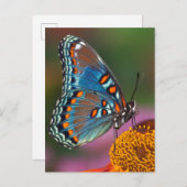 Carte Postale Profil papillon sur une fleur (Devant / Derrière)