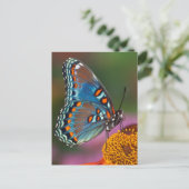 Carte Postale Profil papillon sur une fleur (Debout devant)