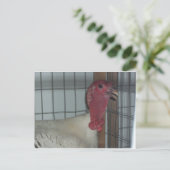 Carte Postale Profil turc (Debout devant)
