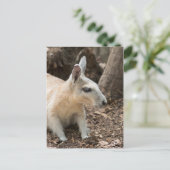 Carte Postale Profil Wallaby (Debout devant)