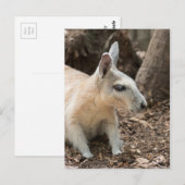 Carte Postale Profil Wallaby (Devant / Derrière)