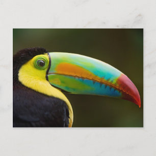 Carte Postale Profile of a Keel-billed Toucan