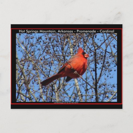 Carte Postale Promenade de Hot Springs Mountain  Cadeaux Cardina (Devant)