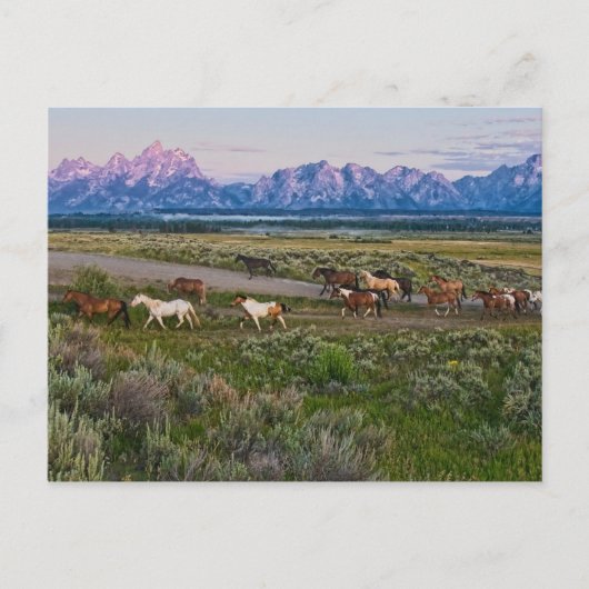 Carte Postale Promenade des chevaux (Devant)