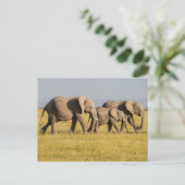 Carte Postale Promenade en famille des éléphants (Debout devant)