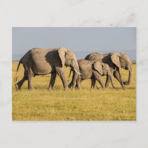 Carte Postale Promenade en famille des éléphants