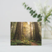 Carte Postale Promenade en forêt (Debout devant)