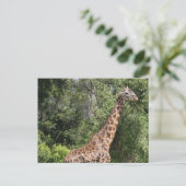 Carte Postale promenade en girafe (Debout devant)