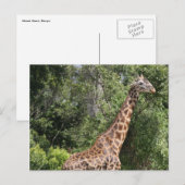 Carte Postale promenade en girafe (Devant / Derrière)
