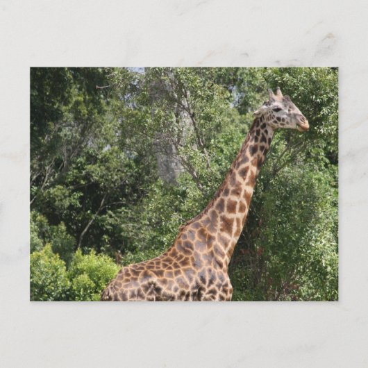 Carte Postale promenade en girafe (Devant)