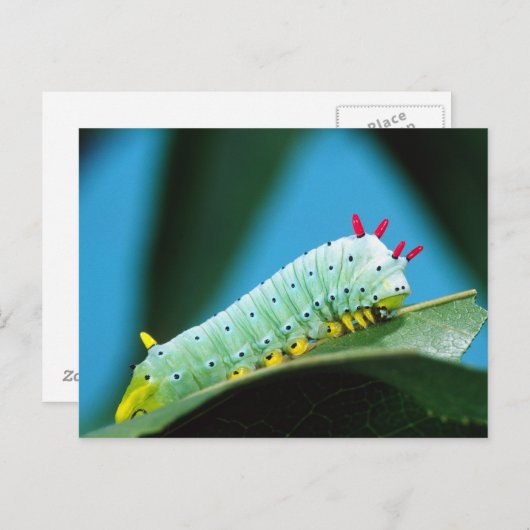 Carte Postale Prometheus Moth Caterpillar, Callosamia (Devant / Derrière)
