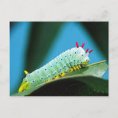 Carte Postale Prometheus Moth Caterpillar, Callosamia (Devant)