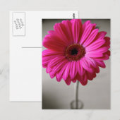 Carte Postale Promise Gerbera (Devant / Derrière)