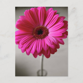 Carte Postale Promise Gerbera