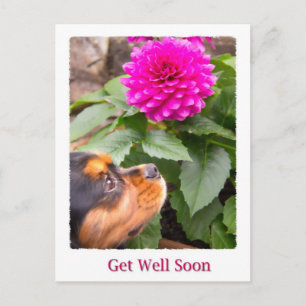 Carte Postale Prompt rétablissement King Charles Spaniel et Dahl