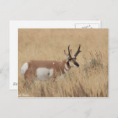 Carte Postale Pronghorn (Devant / Derrière)