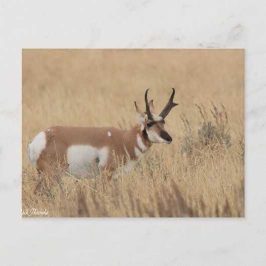 Carte Postale Pronghorn (Devant)