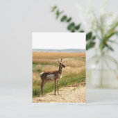 Carte Postale Pronghorn Antelope (Debout devant)