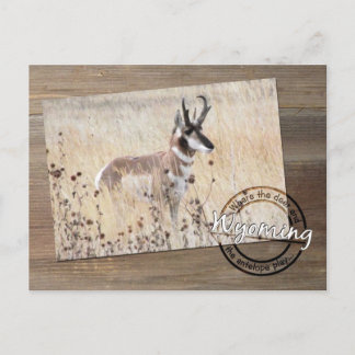 Carte Postale Pronghorn Antelope Photo sur Wood - Wyoming WY USA