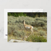 Carte Postale Pronghorn au Parc national de Grand Teton (Devant / Derrière)