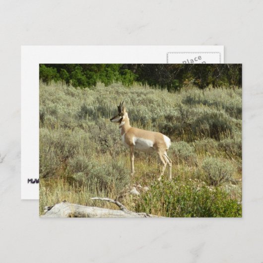 Carte Postale Pronghorn au Parc national de Grand Teton (Devant / Derrière)
