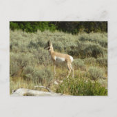Carte Postale Pronghorn au Parc national de Grand Teton (Devant)