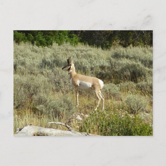Carte Postale Pronghorn au Parc national de Grand Teton (Devant)