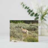Carte Postale Pronghorn au Parc national de Grand Teton (Debout devant)