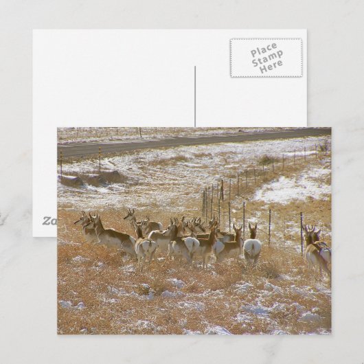 Carte Postale Pronghorn Mob (Devant / Derrière)