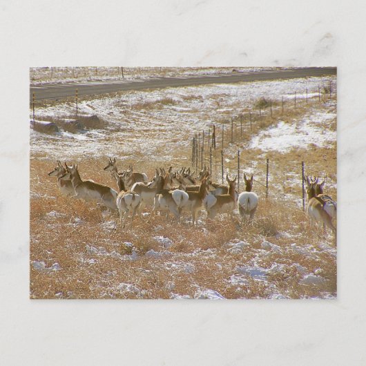 Carte Postale Pronghorn Mob (Devant)