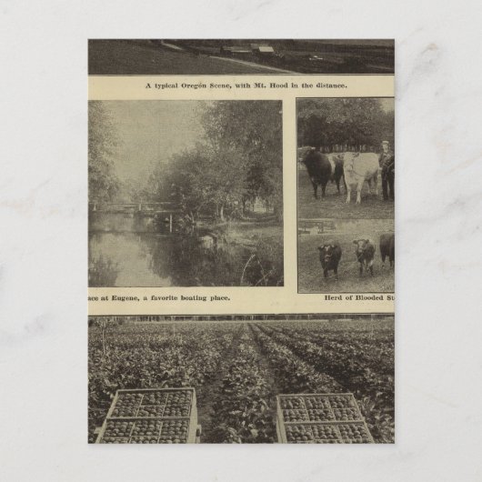 Carte Postale Prospérité, abondance en Oregon (Devant)