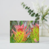 Carte postale - Protea à Kirstenbosch (Debout devant)