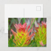 Carte postale - Protea à Kirstenbosch (Devant / Derrière)