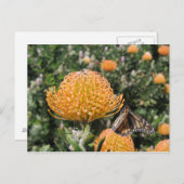 Carte Postale Protea Bee & Butterfly (Devant / Derrière)