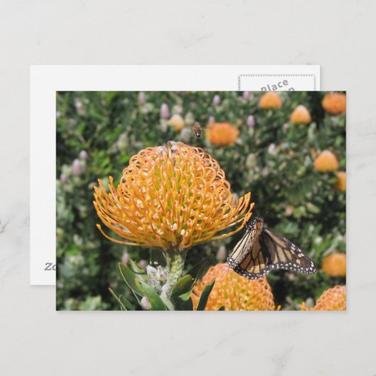 Carte Postale Protea Bee & Butterfly (Devant / Derrière)