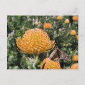 Carte Postale Protea Bee & Butterfly (Devant)
