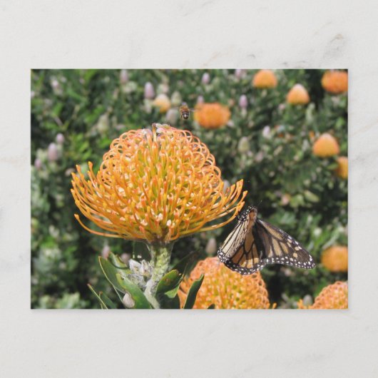 Carte Postale Protea Bee & Butterfly (Devant)