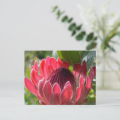 Carte Postale Protea Flower Afrique du Sud (Debout devant)