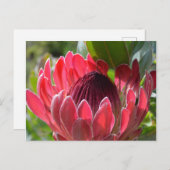Carte Postale Protea Flower Afrique du Sud (Devant / Derrière)