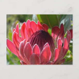 Carte Postale Protea Flower Afrique du Sud