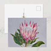Carte Postale Protea Postcard (Devant / Derrière)